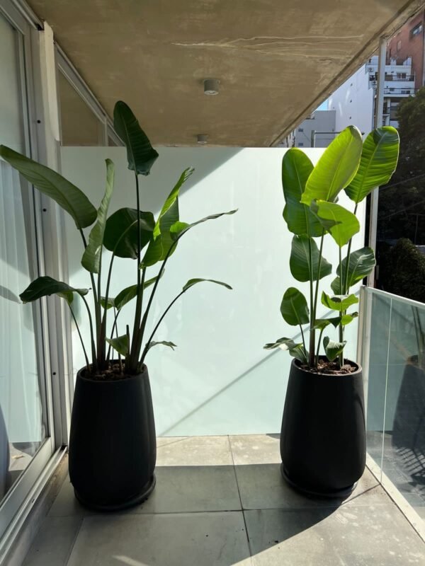 Palmera Strelitzia Nicolai XL Doble Planta - Imagen 3