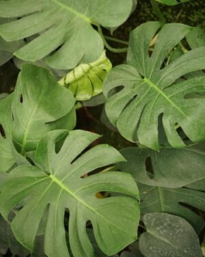 Monstera L