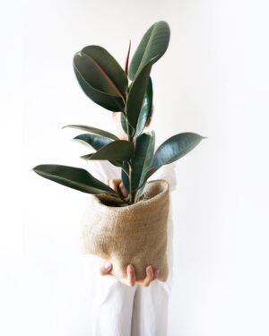 Ficus Elástica Negro