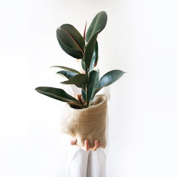Ficus Elástica Negro
