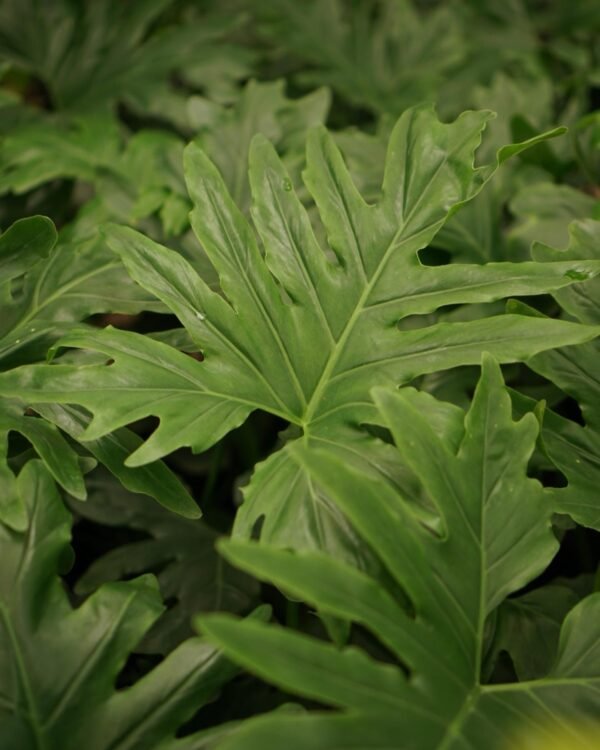 Philodendron Misionera 60/70cm