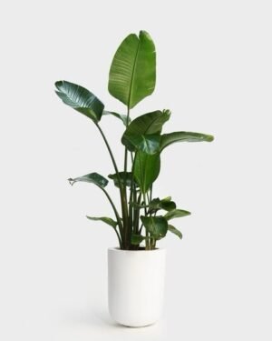 Strelitzia Nicolai M