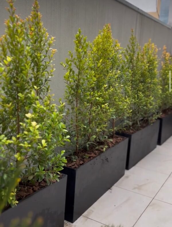 Eugenias G - Imagen 2