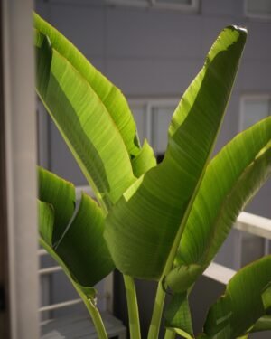 Palmera Ravenala