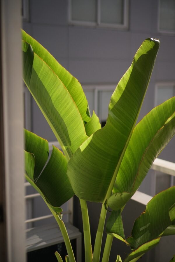 Palmera Ravenala