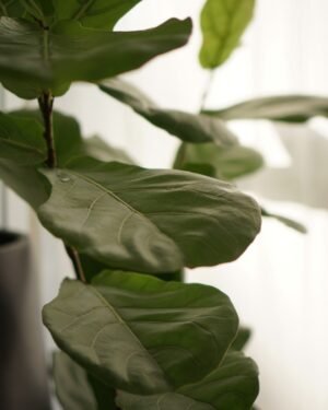Ficus Pandurata Grande