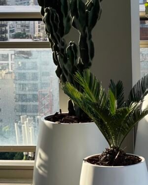 Cactus Monstruoso