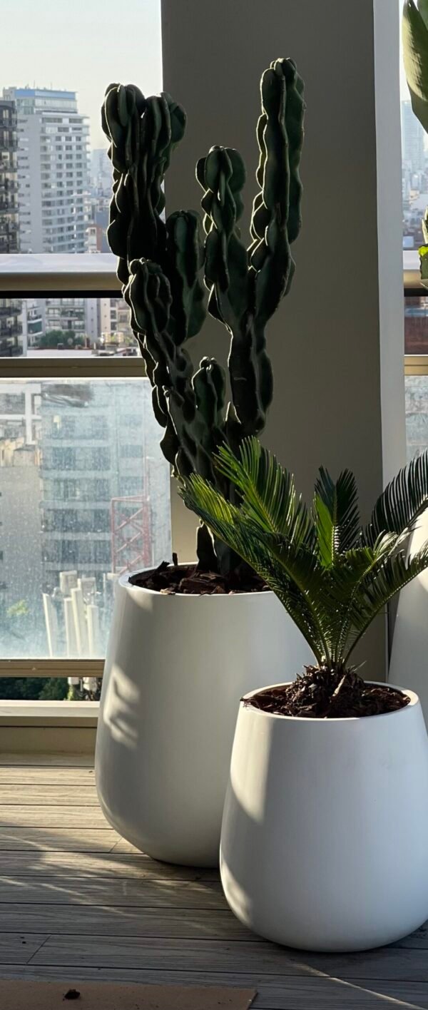 Cactus Monstruoso