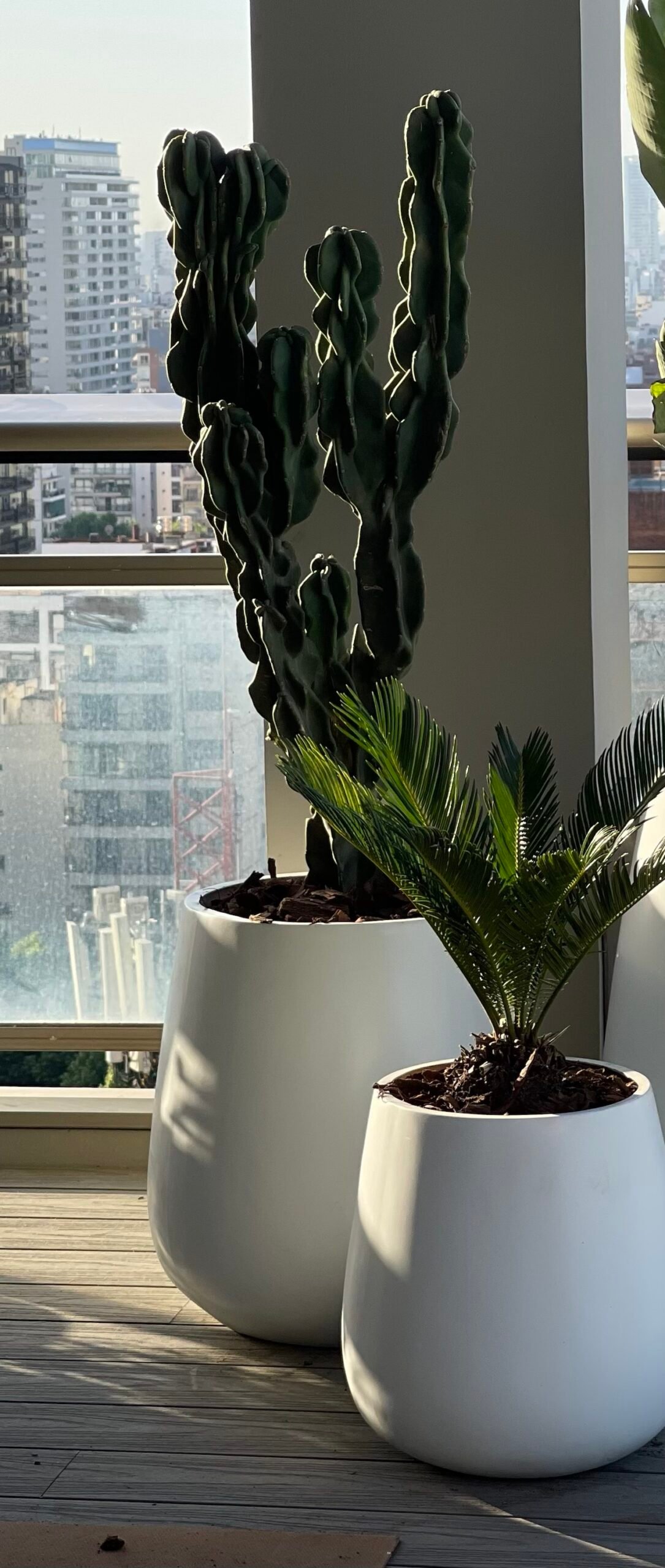 Cactus Monstruoso