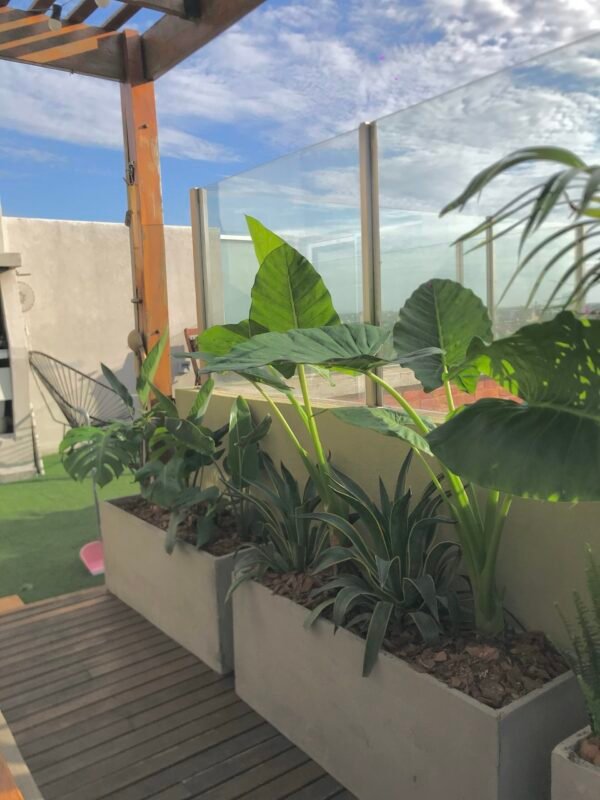 Agave Atenuata - Imagen 2