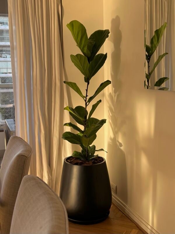 Ficus Pandurata Grande - Imagen 2