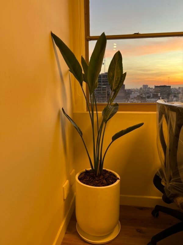 Palmera Strelitzia Reginae