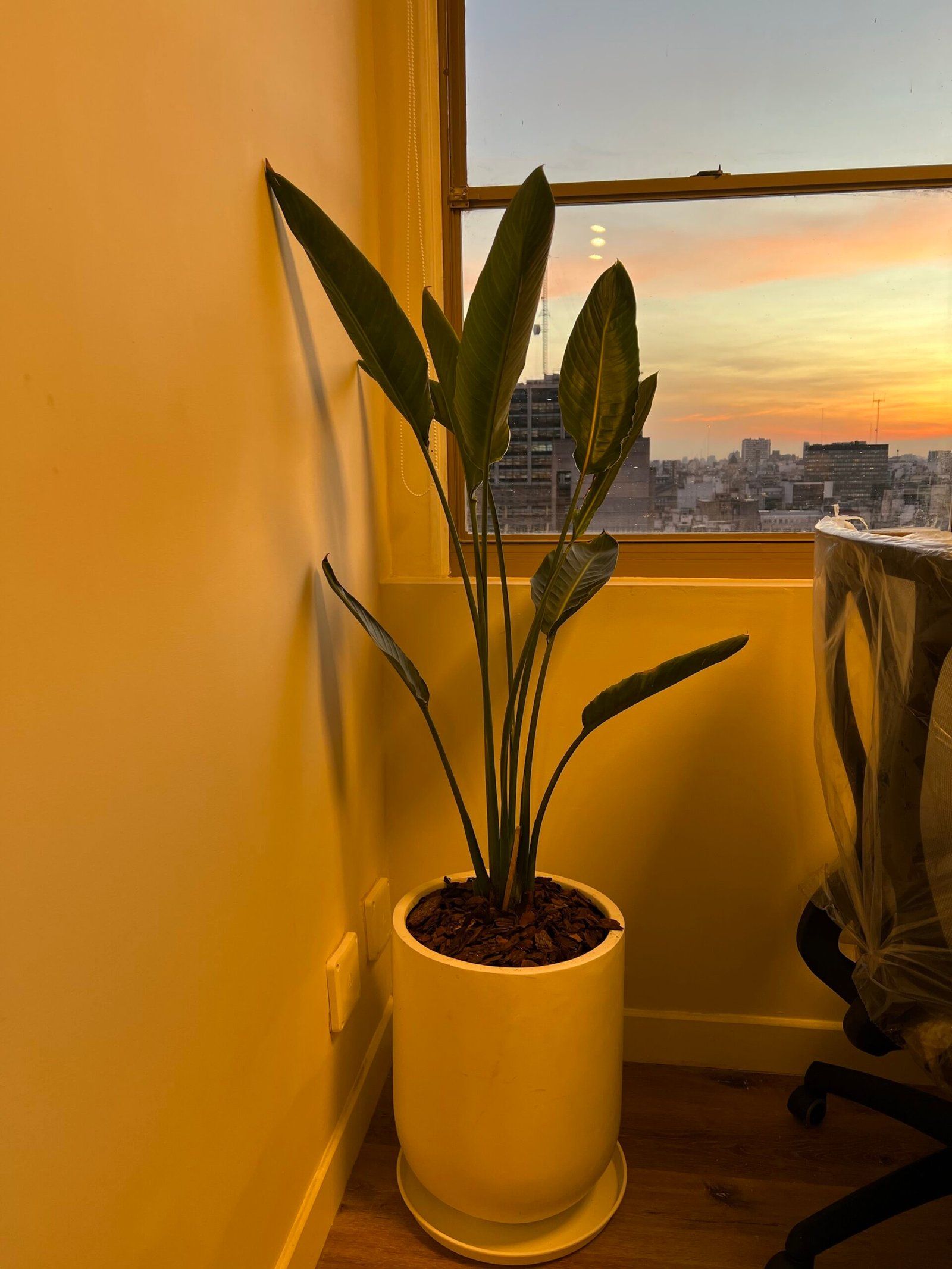 Palmera Strelitzia Reginae