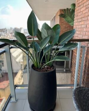 Palmera Reginae Doble