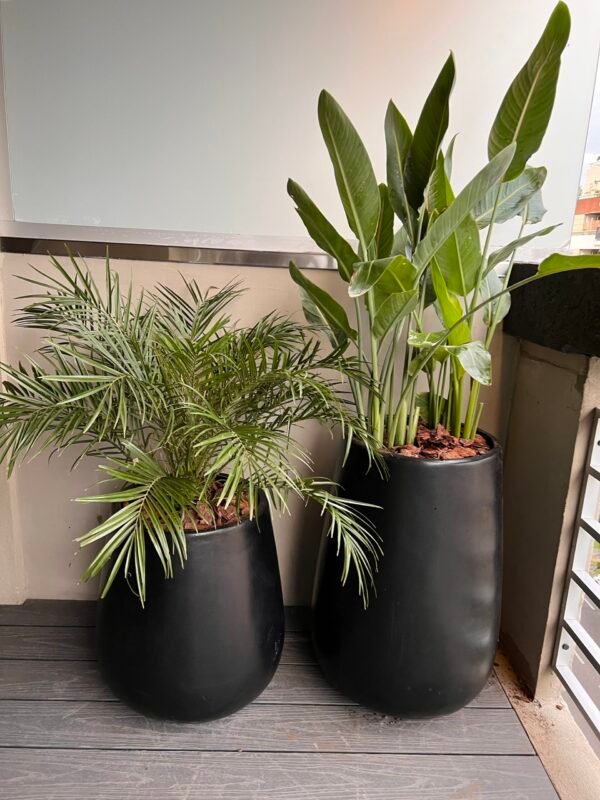 Palmera Reginae Doble - Imagen 2