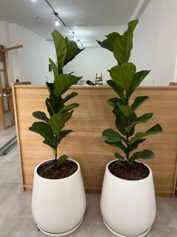 Ficus Pandurata Grande - Imagen 3
