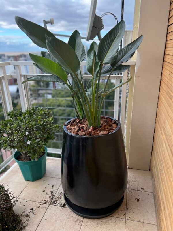 Palmera Reginae Doble - Imagen 3