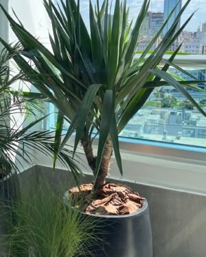 Yuca de Tronco XL