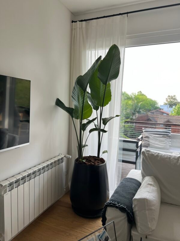 Palmera Strelitzia Nicolai XL Doble Planta - Imagen 4