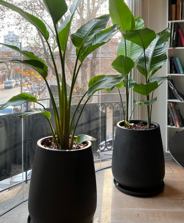 Palmera Strelitzia Nicolai XL Doble Planta - Imagen 2