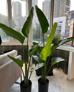 Strelitzia Nicolai XL
