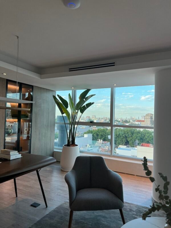 Palmera Strelitzia Nicolai XL Doble Planta - Imagen 5