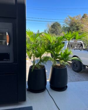 Palmera Latania Doble