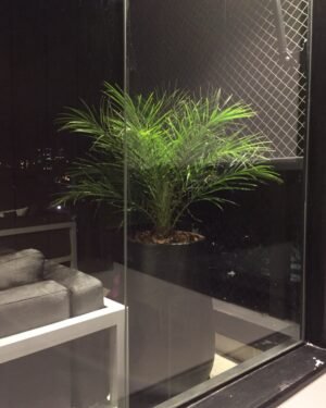 Phoenix Robellini XL