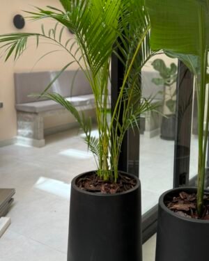 Palmera Areca XL + Maceta Rotomoldeo 67x34
