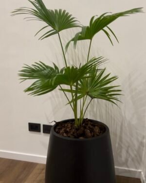 Palmera Latania Borbónica L