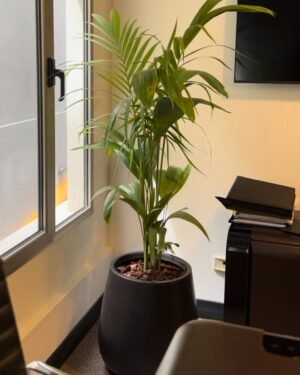 Palmera Seafortia XL + Maceta Rotomoldeo 50x37 + Sustratos
