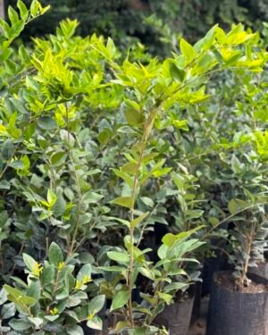 Oleas Verde 1Mt