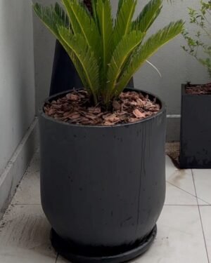 Palmera Cyca Revoluta Large