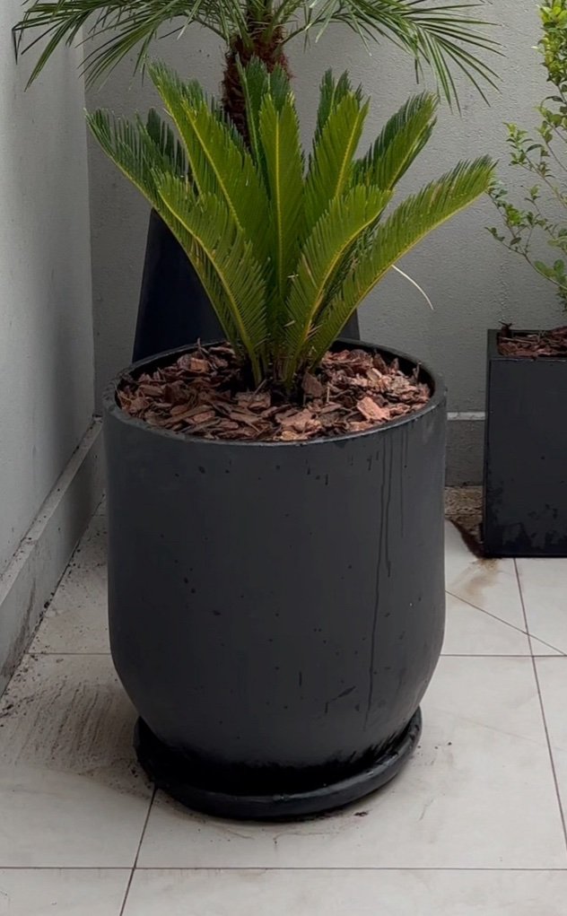 Palmera Cyca Revoluta Large