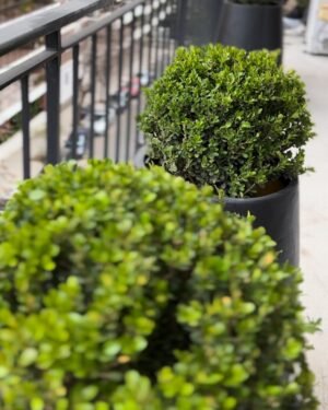 Buxus Bocha