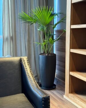 Cono Moderno 70x30