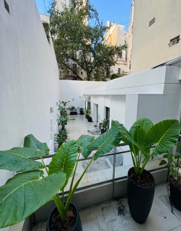 Alocasia Oreja de Elefante XL - Imagen 2