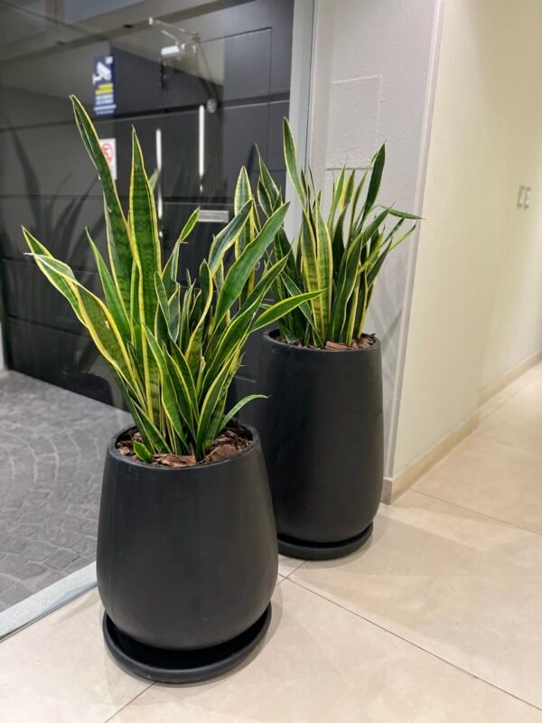 Sansevieria Espada San Jorge Doble Planta