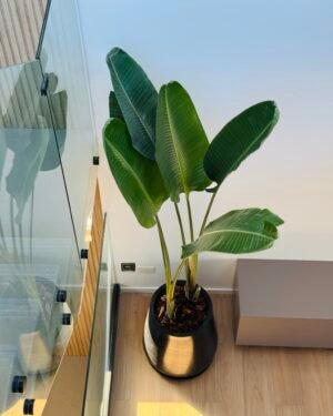 Palmera Strelitzia Nicolai XL Doble Planta