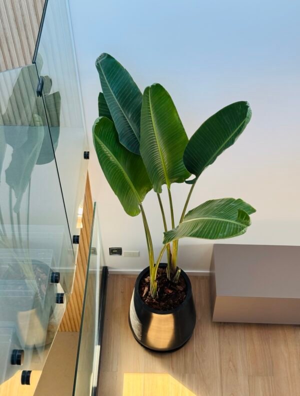 Palmera Strelitzia Nicolai XL Doble Planta