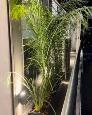 Palmera Pindo XL