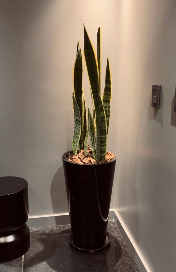Sansevieria Espada San Jorge Doble Planta - Imagen 3
