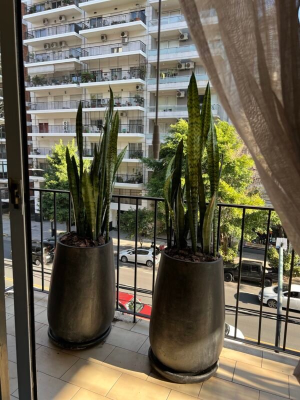 Sansevieria Espada San Jorge Doble Planta - Imagen 2