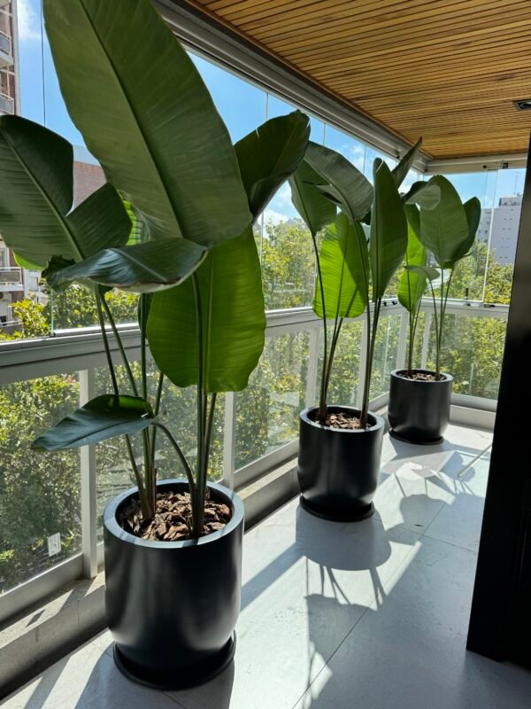 Palmera Strelitzia Nicolai XL Doble Planta - Imagen 6