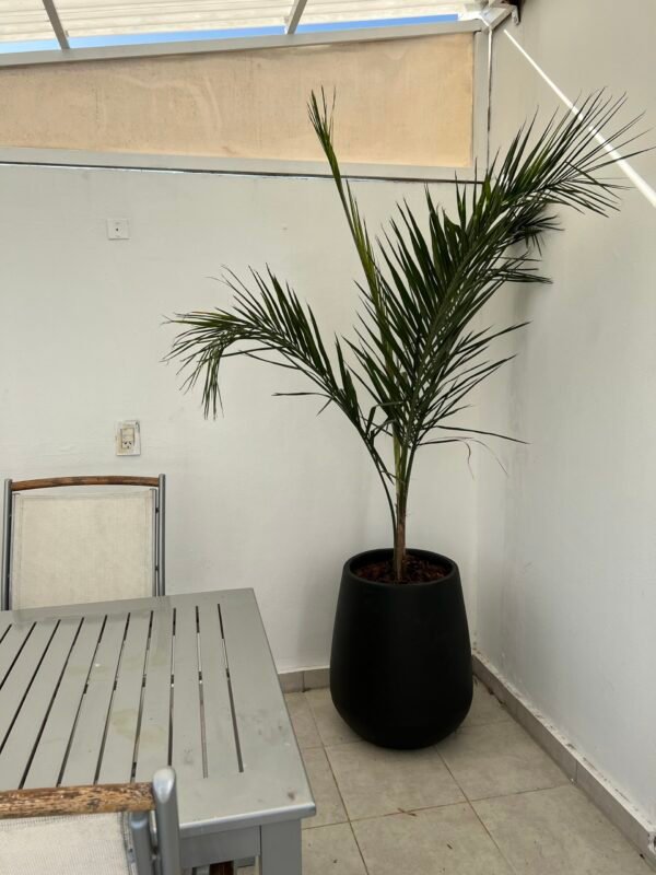 Palmera Pindo XL - Imagen 2