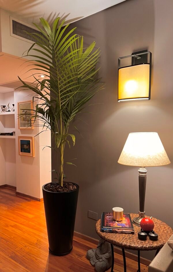 Palmera Seafortia XL + Maceta Rotomoldeo 50x37 + Sustratos - Imagen 3