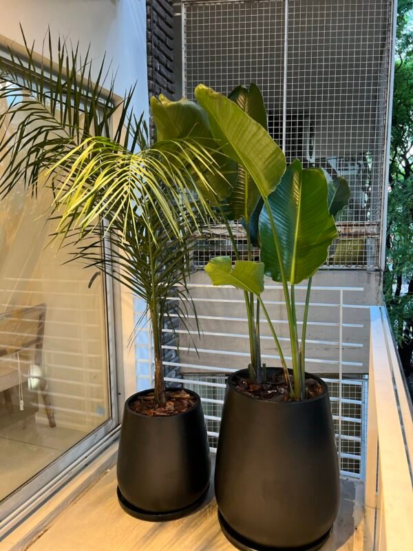 Palmera Pindo XL - Imagen 3