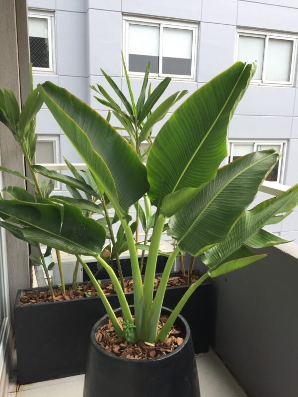 Palmera Ravenala - Imagen 2