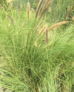 Pennisetum Rupelli (Cola de Zorro)