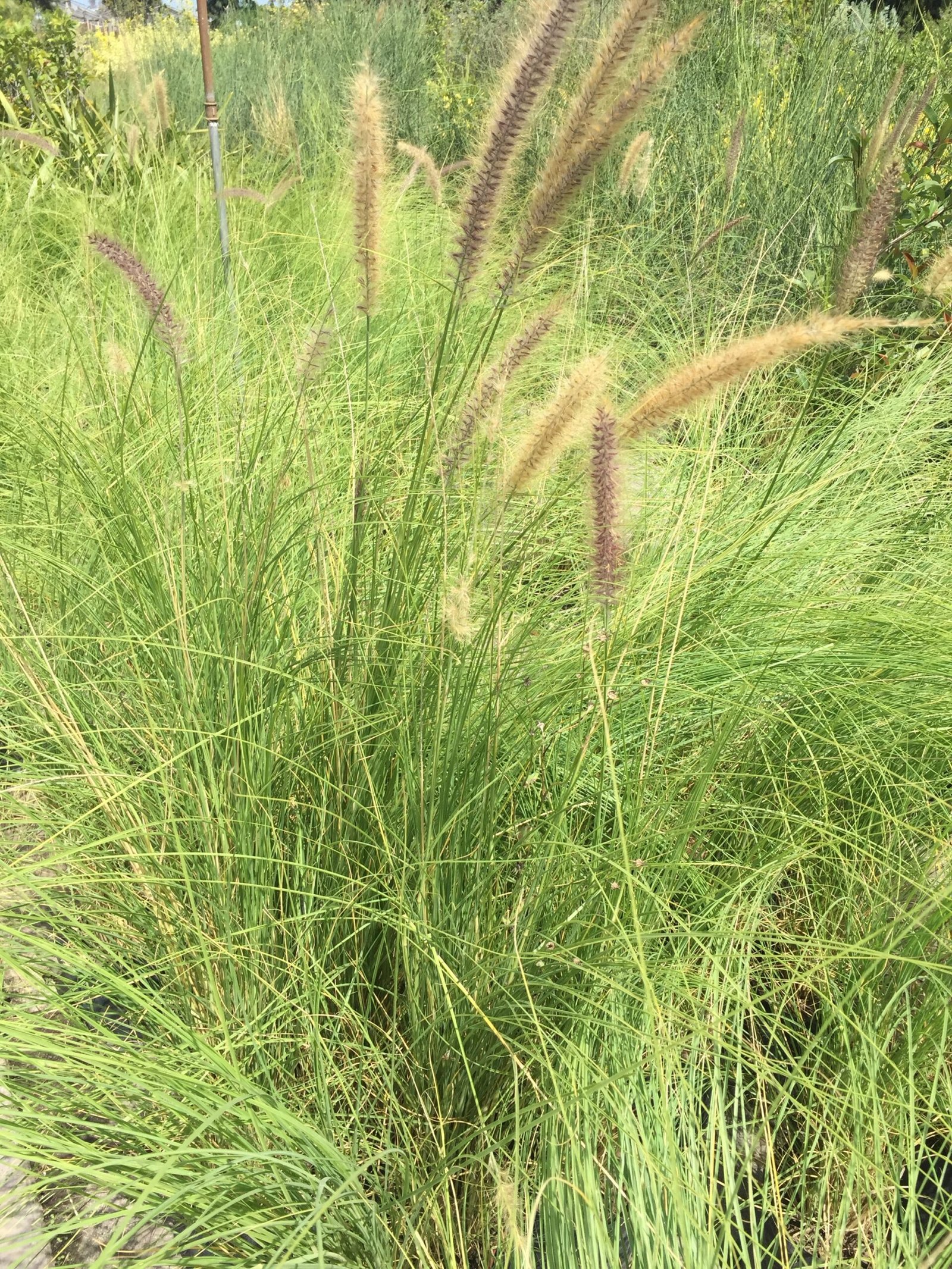 Pennisetum Rupelli (Cola de Zorro)